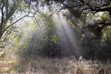Forest and Light Rays