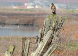 Hawk on Fence 2