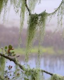 Old Mans Beard