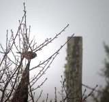 Sparrow in Fog
