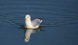 Ring-billed Gull