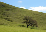 Lone Tree