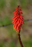 Red Hot Poker