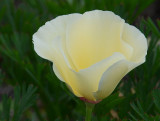 Pale California Poppy