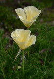 Two Pale Poppies