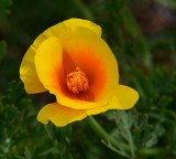 Coastal Poppy Cup