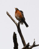 Fuzzy Robin