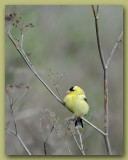 American Goldfinch