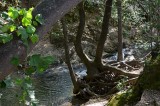 Tree Roots at Creek