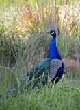 Peacock in the Grass
