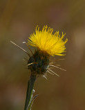 Yellow Thistle