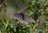 Large Butterfly