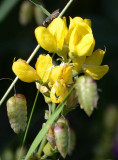 Yellow Lupine & Rattlesnake Grass