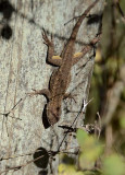 Fence Lizard