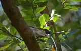 Dark-eyed Junco