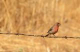 House Finch