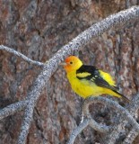Tanager Fluff