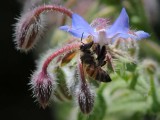 Honeybee on Borage