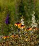 Blanket Flowers