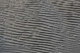 Patterns In the Sand