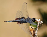 Black Saddleback Dragonfly