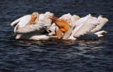 Pelican Flock Feeding