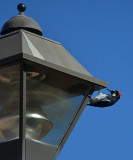 Woodpecker at Lamp