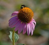 Cone Flower with Bee