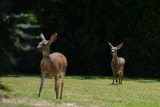 Mom & Fawn 3