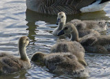 Canada Geese Goslings May 6th