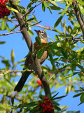 Robin on the Diagonal