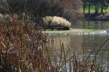 Pampas at the Pond