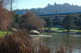 Marin County Civic Center and Pond