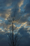 Tree and Evening Clouds