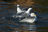 Gull Bath