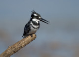 Pied Kingfisher