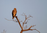 Juv black-chested snake eagle