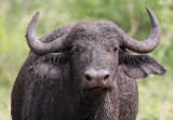 Buffalo