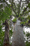 Tronson Kauri National Park