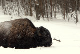 FORAGING IN DEEP SNOW.jpg
