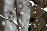 COMMON REDPOLL.JPG