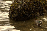 GREEN-WINGED TEAL.jpg