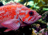 ROCKFISH.JPG