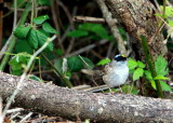 GOLDEN-CROWNED.jpg