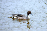 NORTHERN PINTAIL 2.jpg