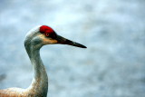 RED CROWN #6.jpg
