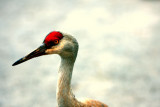 RED CROWN #7.jpg
