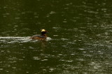 HORNED GREBE.JPG