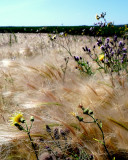 FLOWERS AND FOXTAIL GRASS.JPG