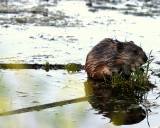 MUSKRAT PORTRAIT.JPG